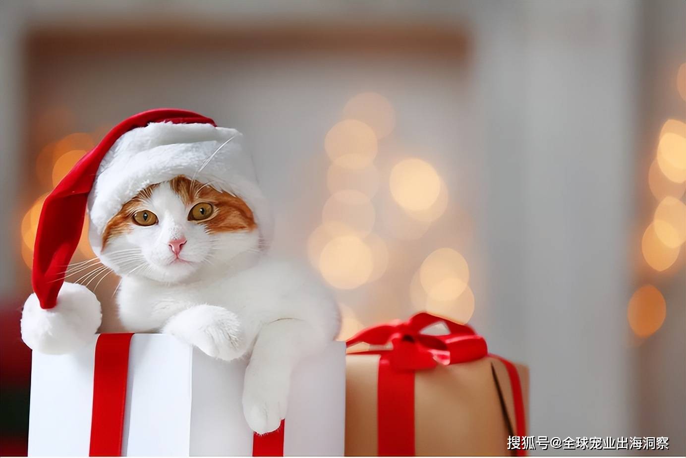 千万融资浙江一动保公司做起宠物食品开元ky棋牌宠物经济再迎利好政策、(图3) 千万融资浙江一动保公司做起宠物食品开元ky棋牌宠物经济再迎利好政策、(图3)